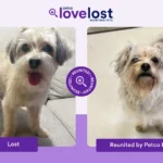 AI Is Quietly Solving One of Life’s Most Emotional Problems: Lost Pets