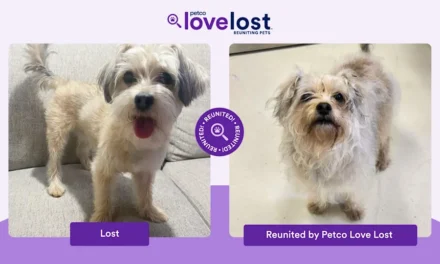 AI Is Quietly Solving One of Life’s Most Emotional Problems: Lost Pets