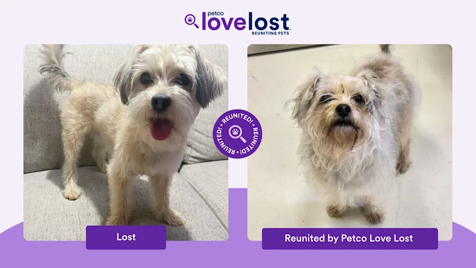 AI Is Quietly Solving One of Life’s Most Emotional Problems: Lost Pets